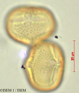 ISEM 1/Astragalus_geminiflorus_28094/Astragalus_geminiflorus_28094_0001(copy)_thumb.jpg